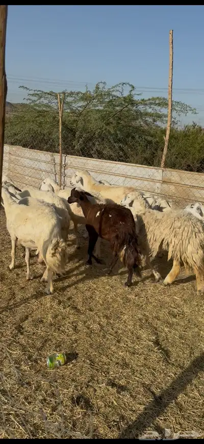 تم البيع 9