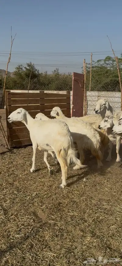 تم البيع 4