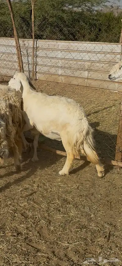 تم البيع 0