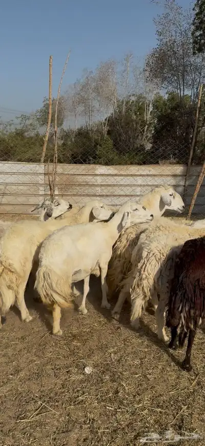 تم البيع 2
