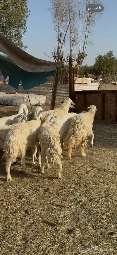 تم البيع 3