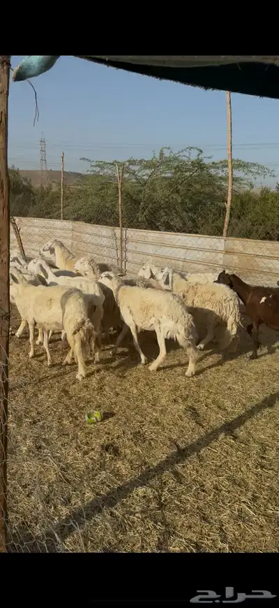 تم البيع 10