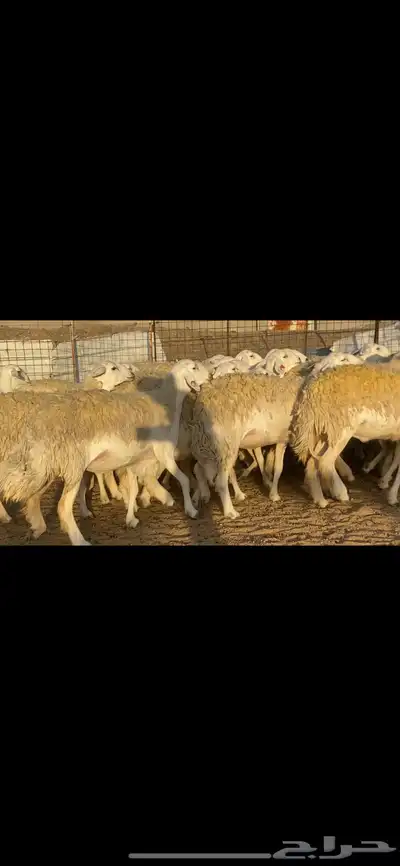 رخال حريات نوادر للبيع 2
