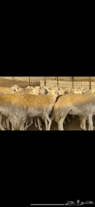 رخال حريات نوادر للبيع 1