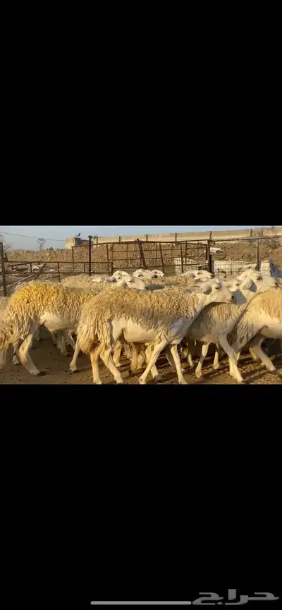 رخال حريات نوادر للبيع 0