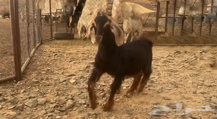 تيس احو للبيع 0