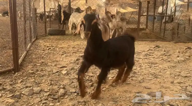 تيس احو للبيع 2