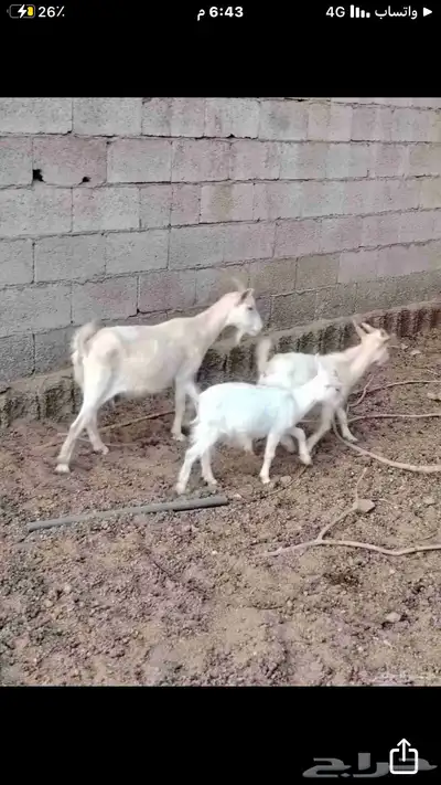 ماعز قزمي شيكي بيور 8