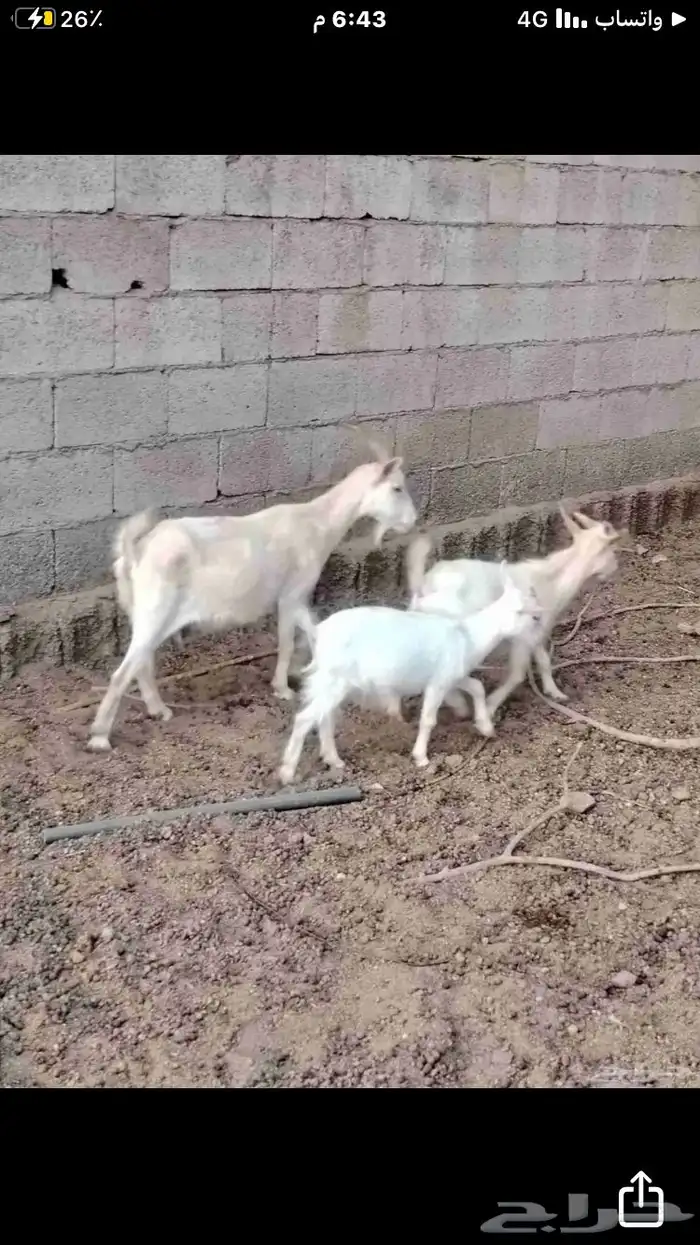 ماعز قزمي شيكي بيور 8