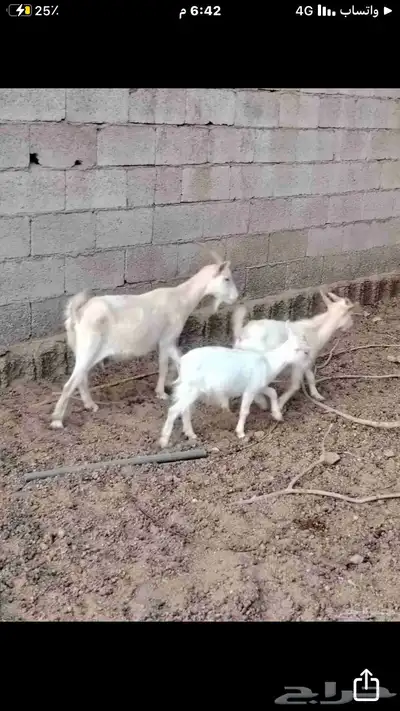 ماعز قزمي شيكي بيور 10