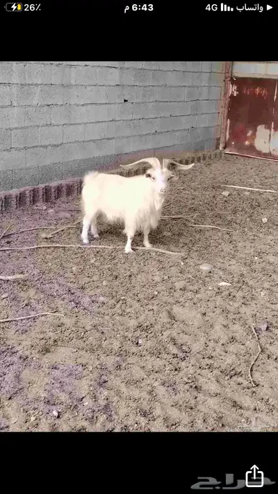 ماعز قزمي شيكي بيور 9
