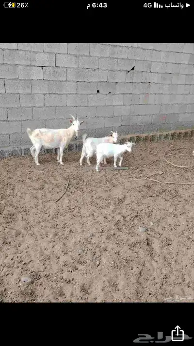 ماعز قزمي شيكي بيور 7