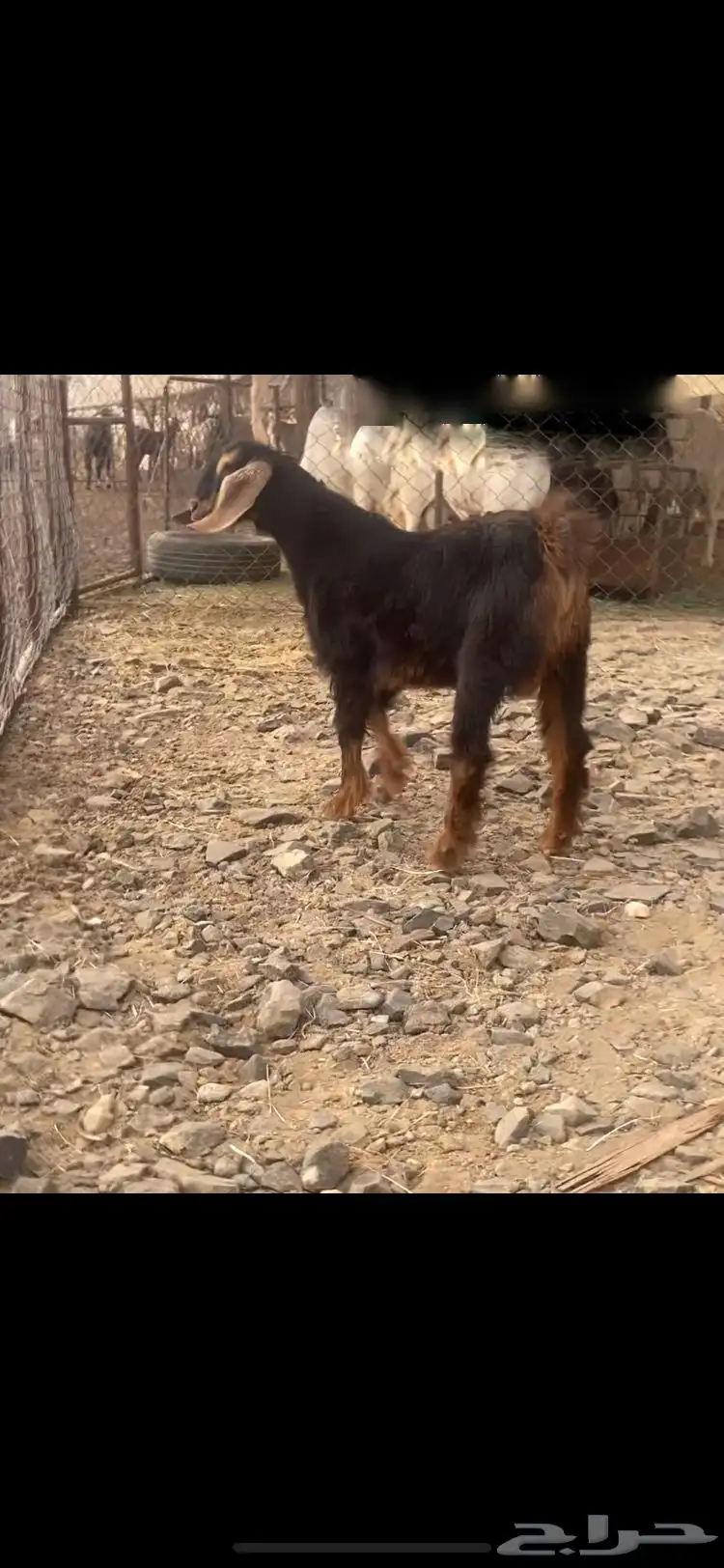 تيس احو للبيع 4