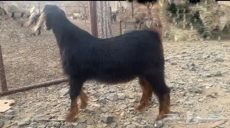 تيس احو للبيع 3