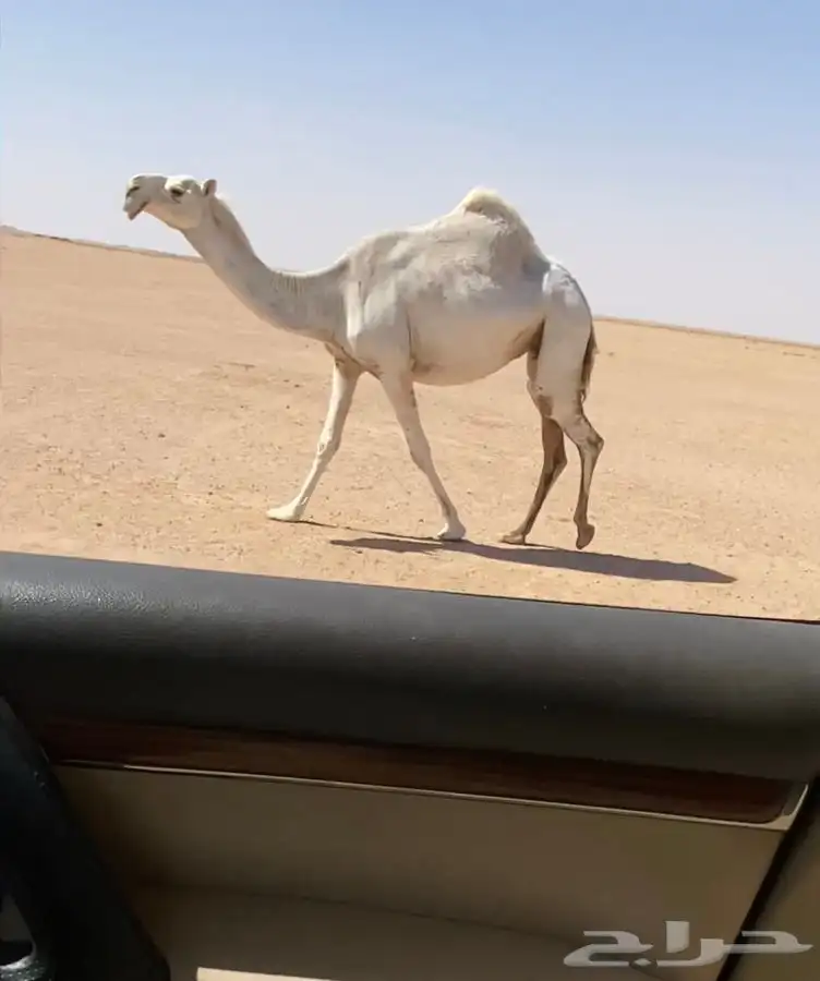 لقحه 0