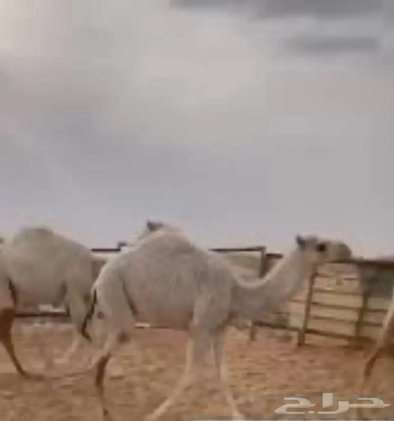 للبيع حشو قعدان طيبات 0