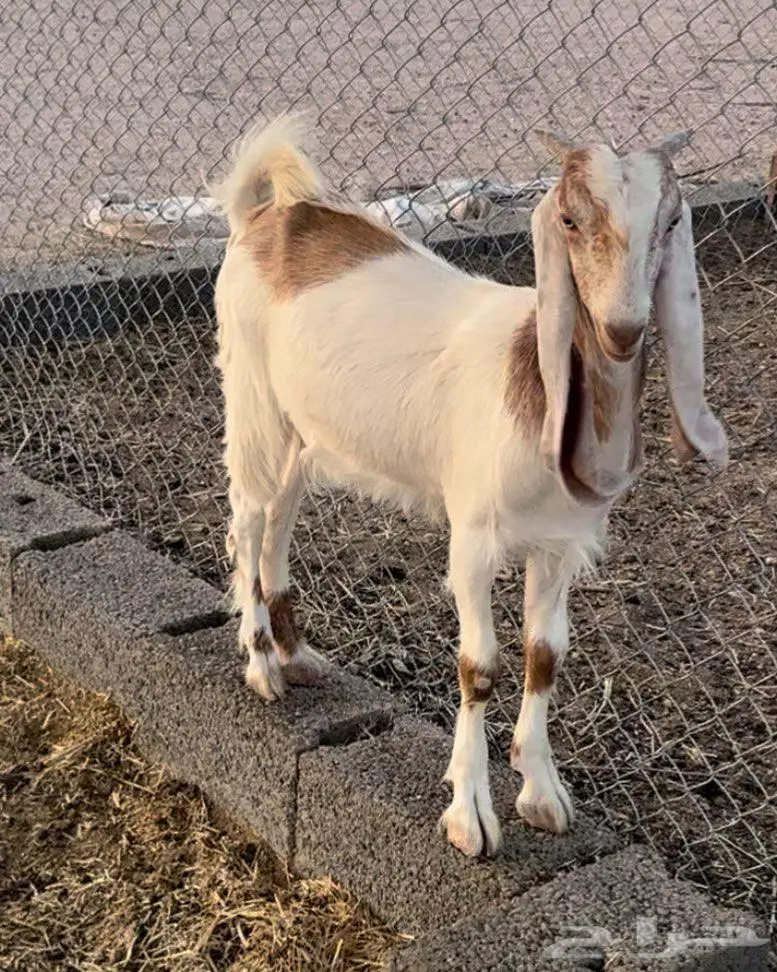 عنز وجفره الدوادمي 0