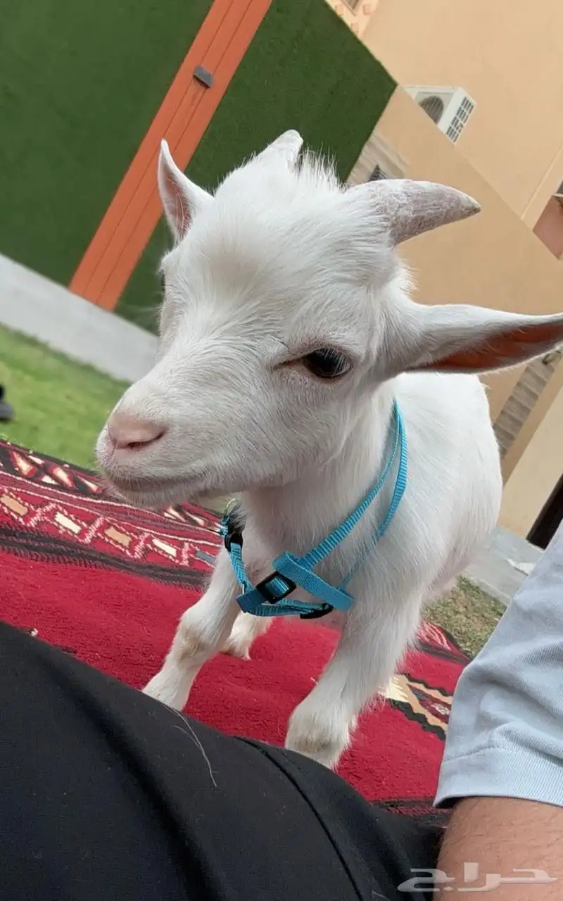 ماعز قزمي 5