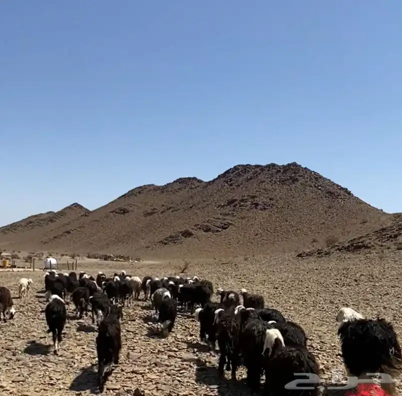 نعجه 5