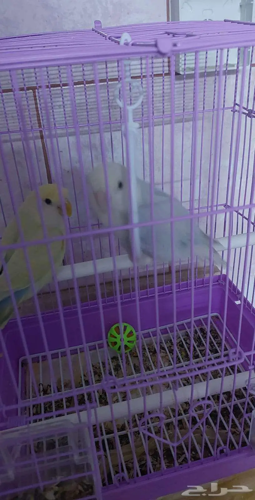 روز 1