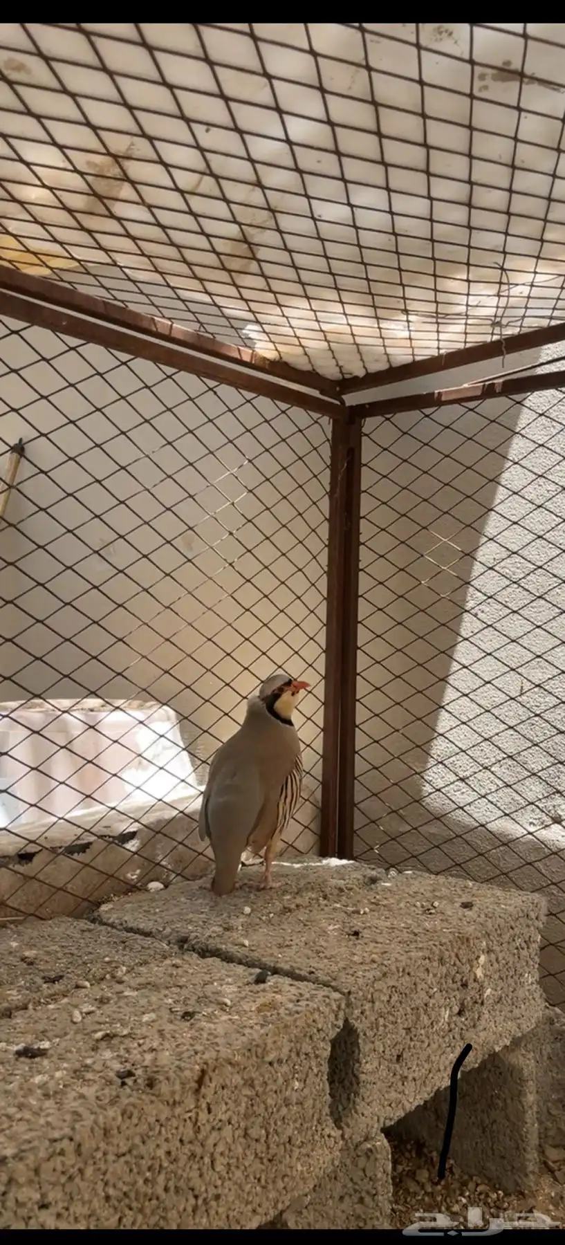 حجل الجنوب 0