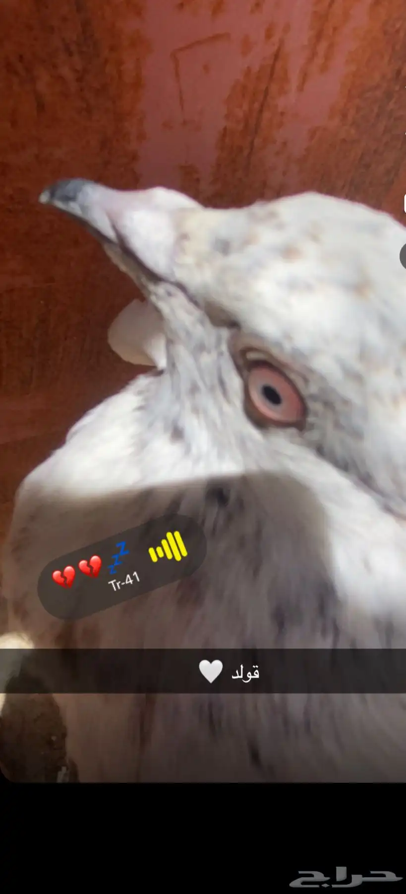 حمام 0
