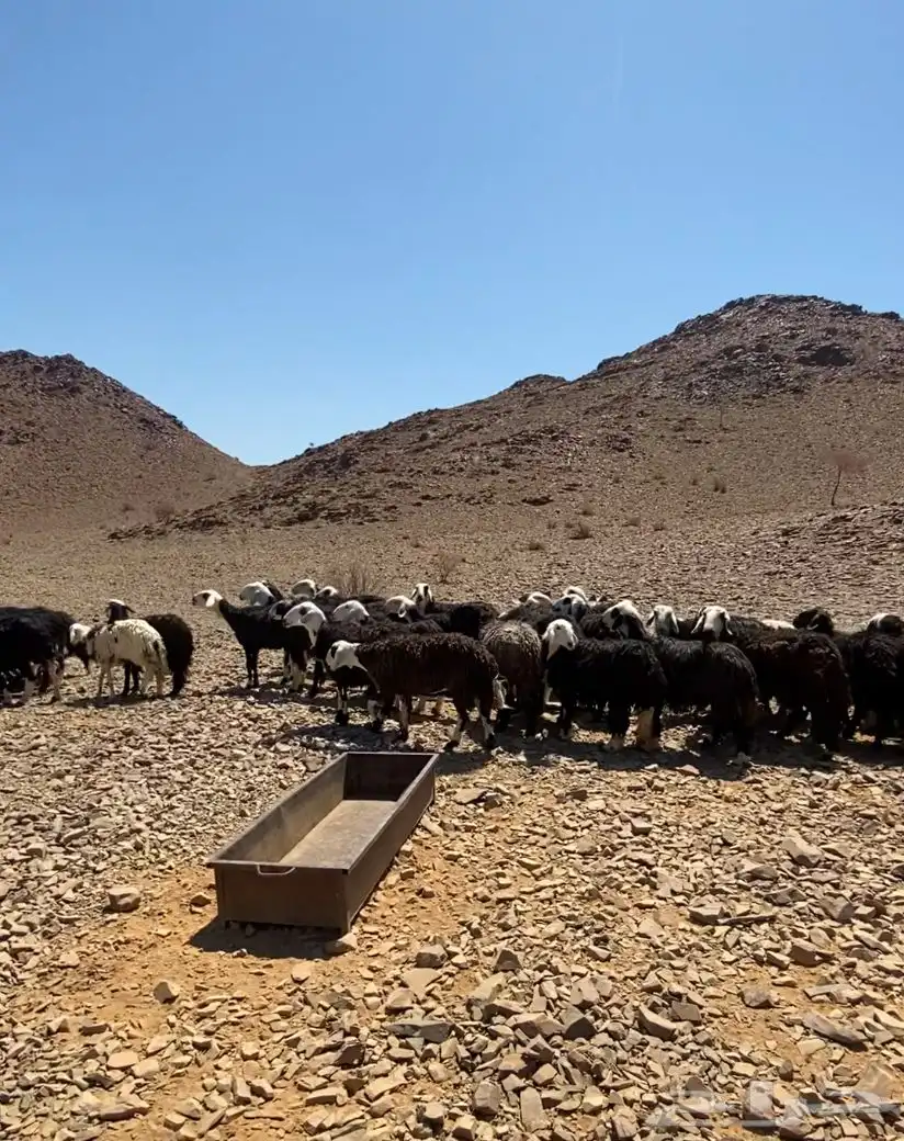 نعجه 7