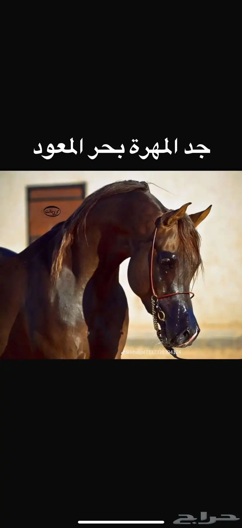 مهرة للبيع 5