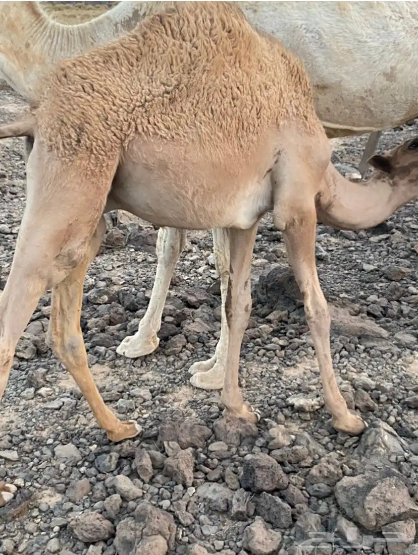 قعود البيع 0
