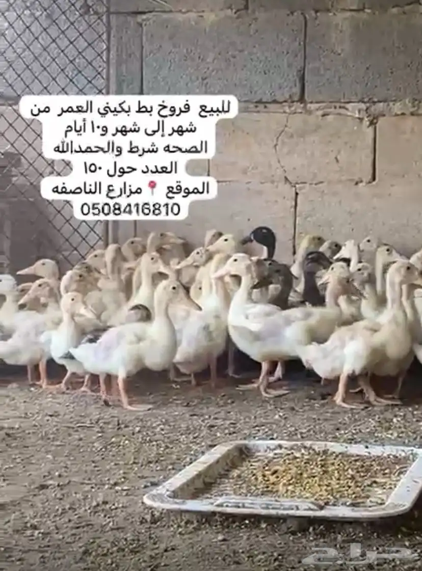 فروخ بط بكيني 0