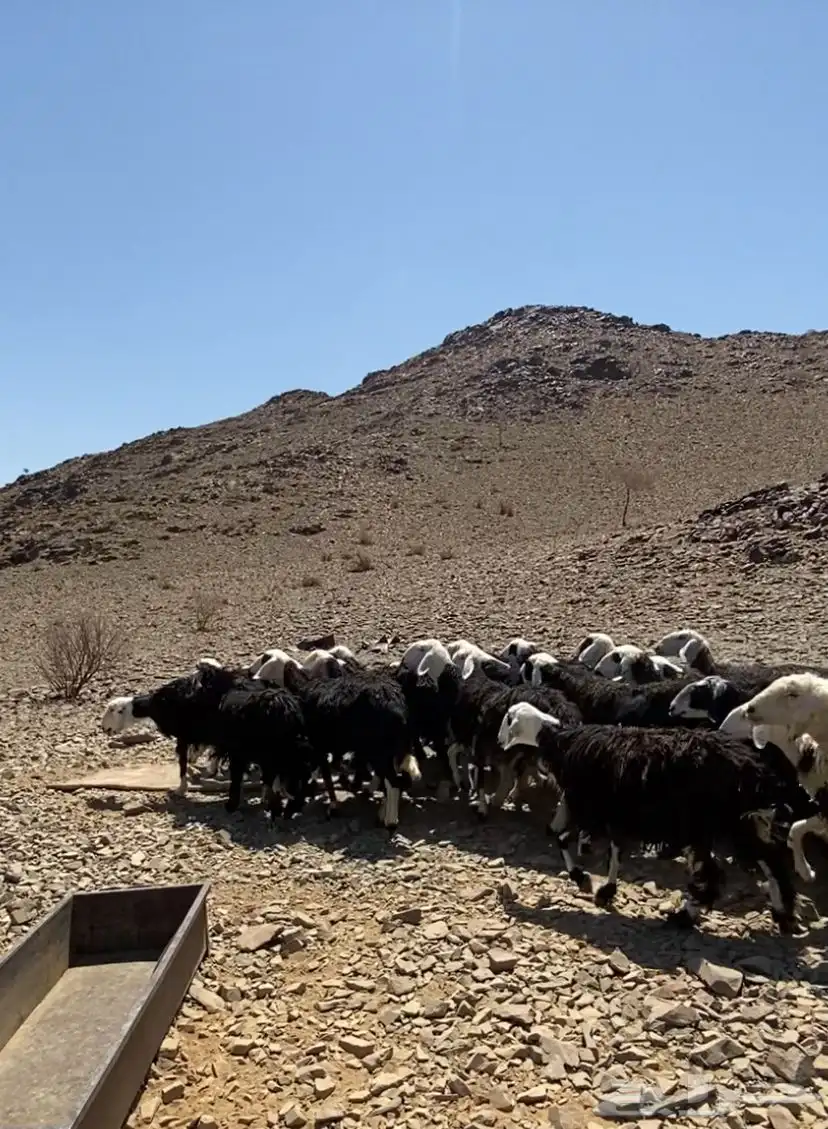 نعجه 4
