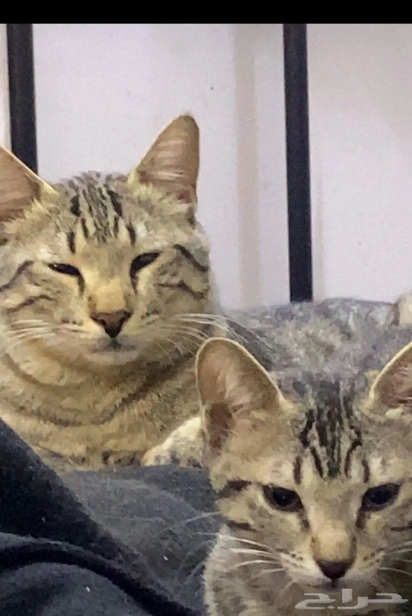 قطط 1