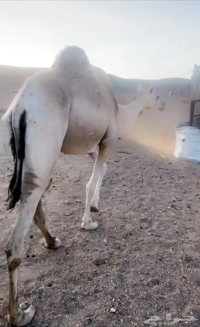 ضوجي الوجه 0