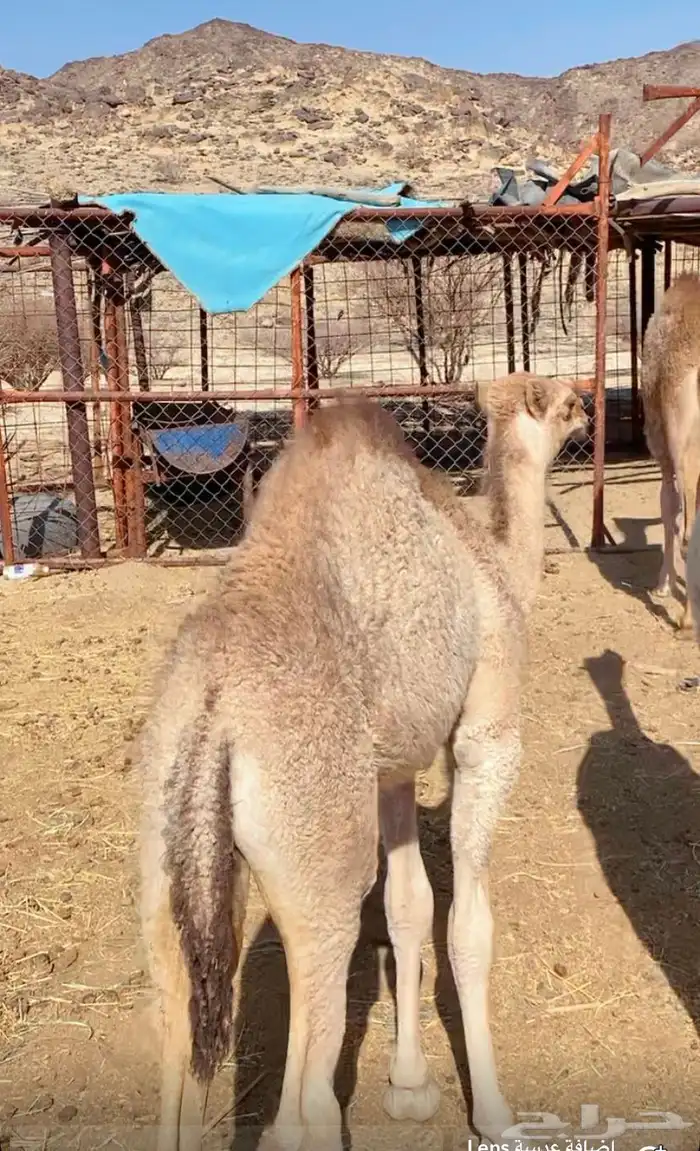 بكره حمراء كفو العمر 5شهور 0