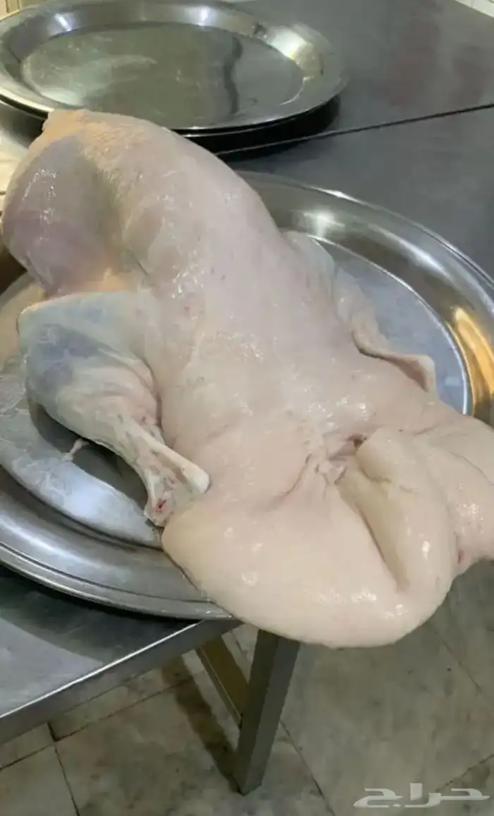 جذعاان نعيم طيبه جدا 4