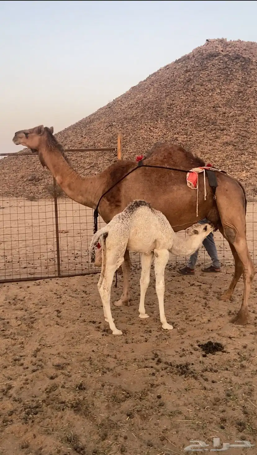 خلفه مصغر ساحليه. تم اللبيع 1