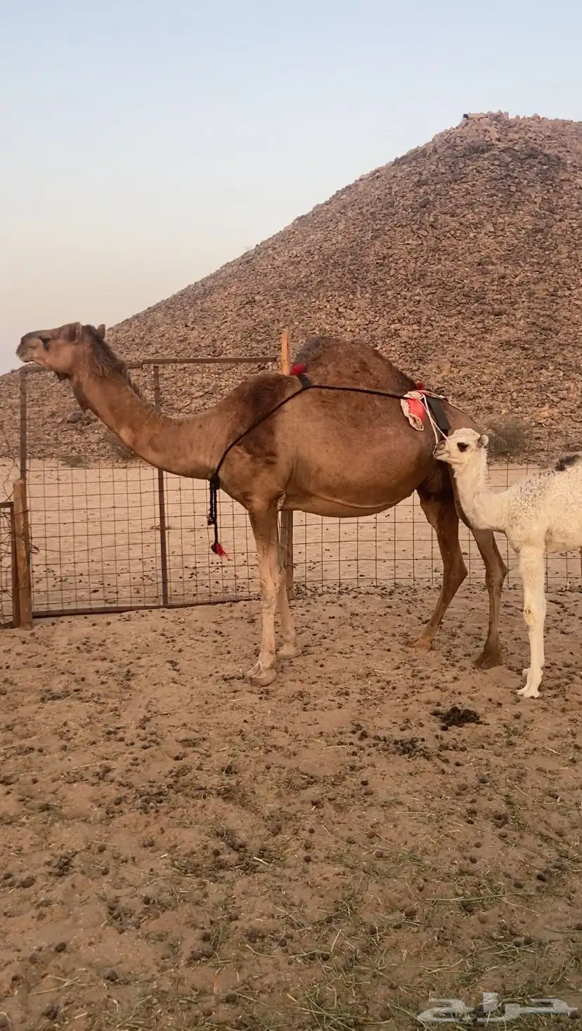 خلفه مصغر ساحليه. تم اللبيع 2