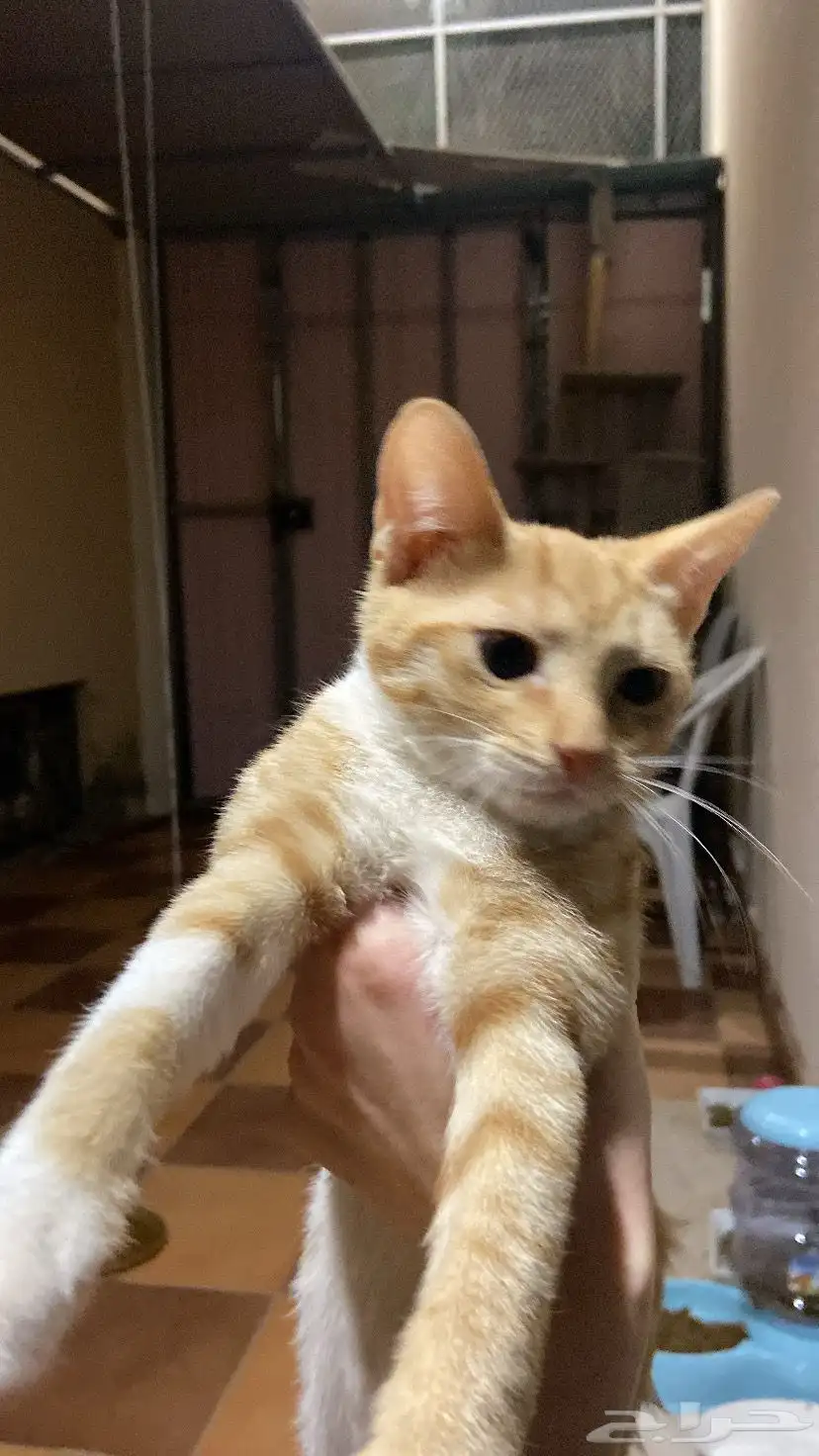 قطط انثى للتبني 2
