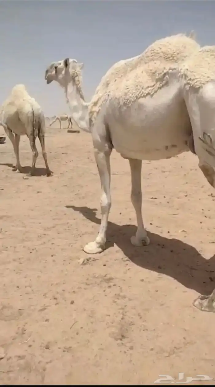 عشرا مبيوعن بنتها قبل سبوع سليم ديوسها والناقه شاق 0