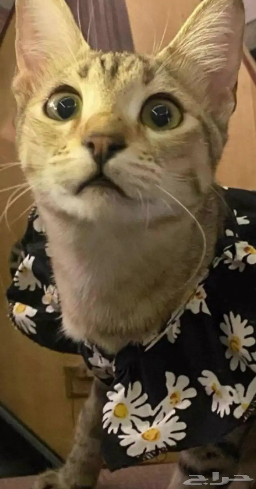 قطط 2