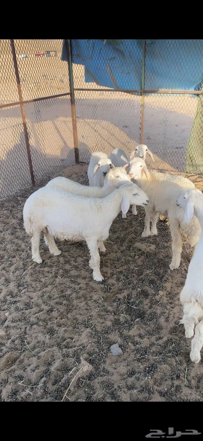 ذبايح طليان وتيوس 1