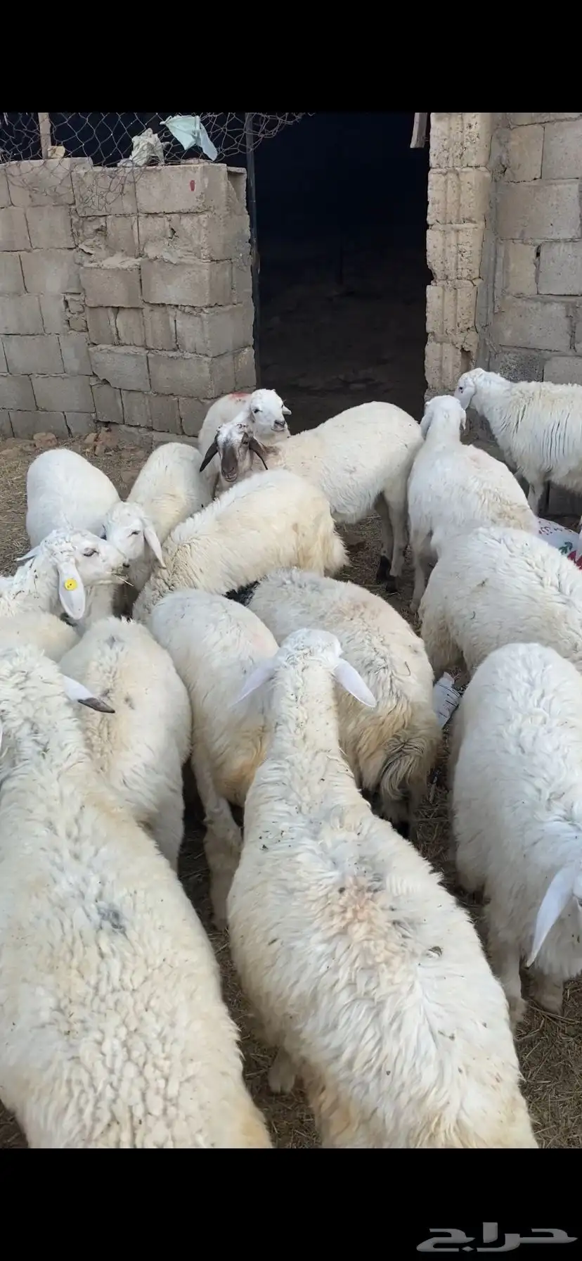 بهم تربيه للبيع 0