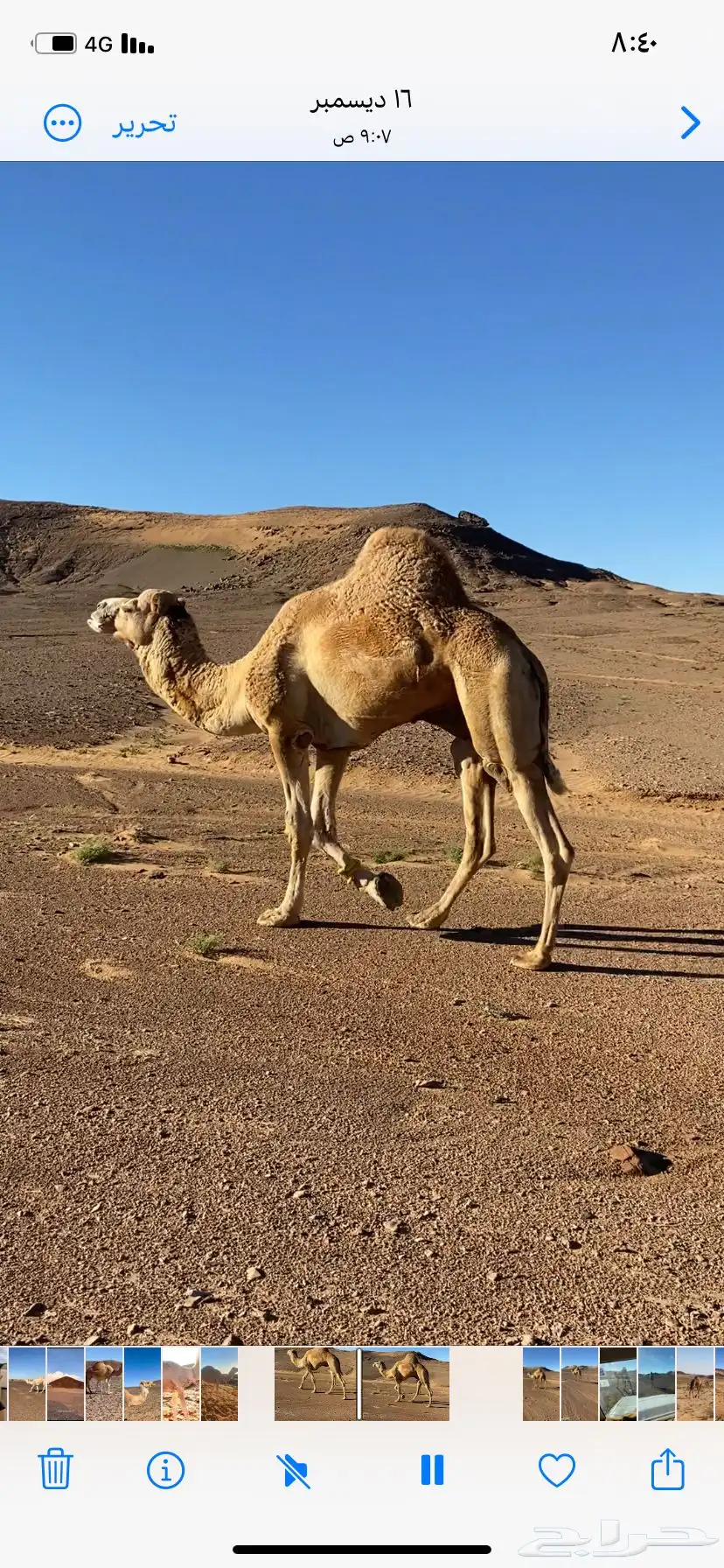 جمل حر للبيع 2