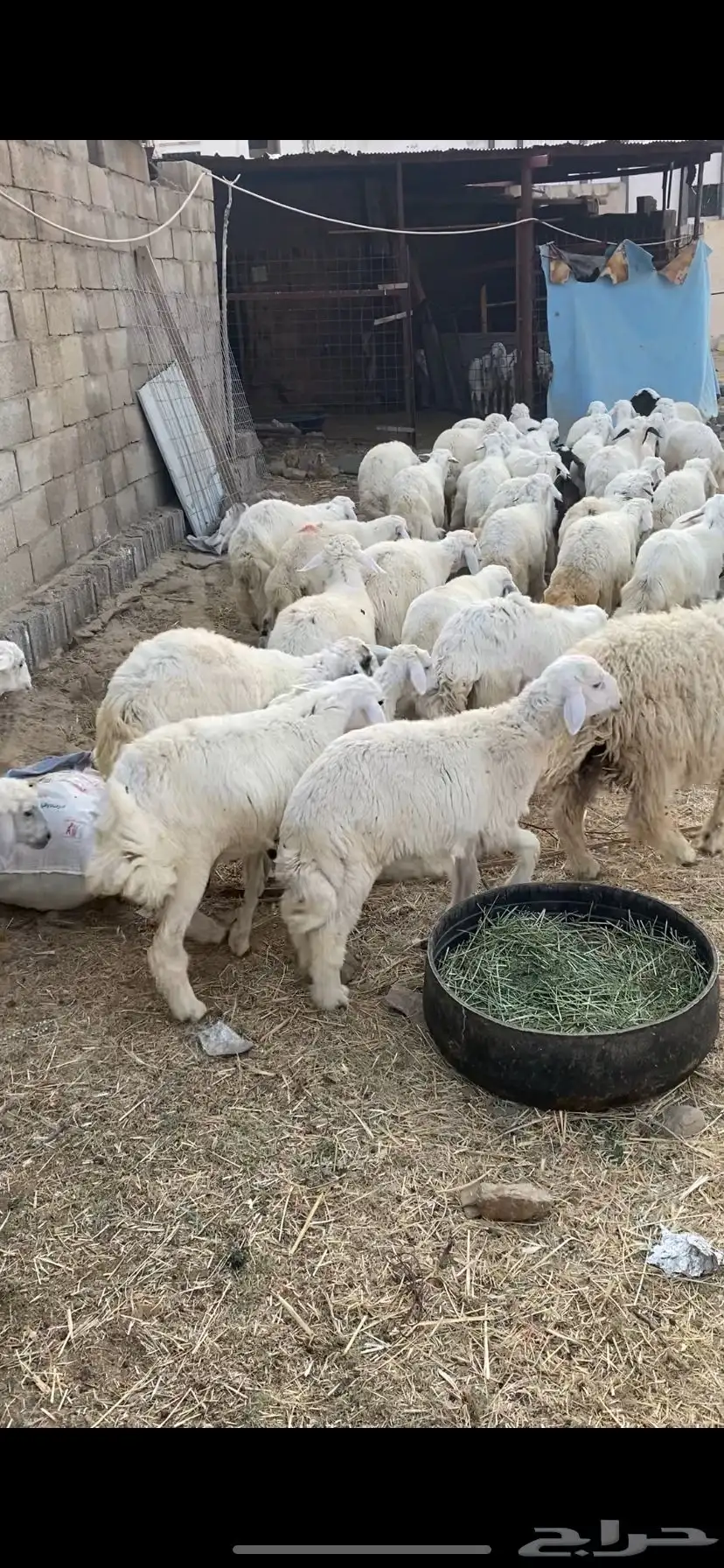 بهم تربيه للبيع 2