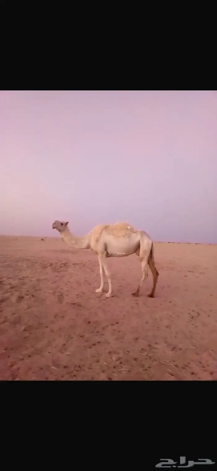 عشرا مبيوعن بنتها قبل سبوع سليم ديوسها والناقه شاق 2
