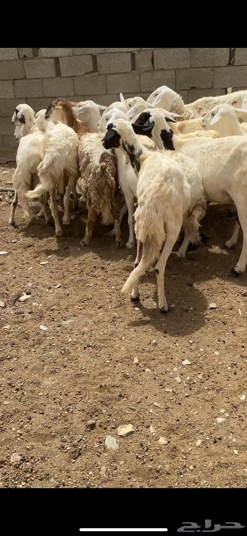 ضان مقاني 0