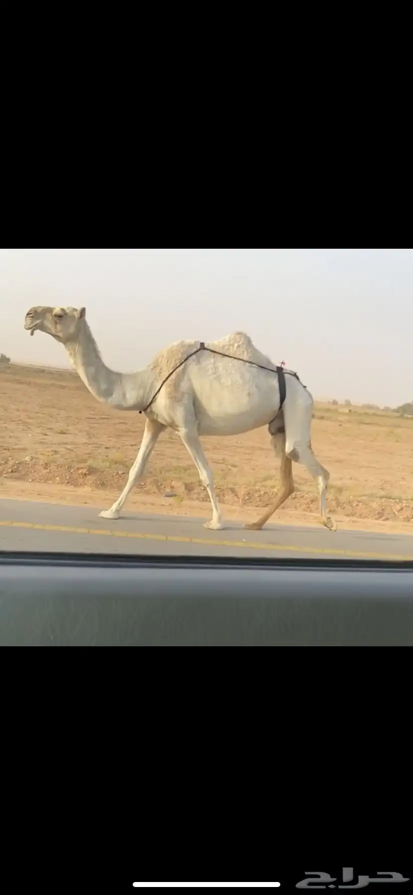 لقحه وضحا كفو 1
