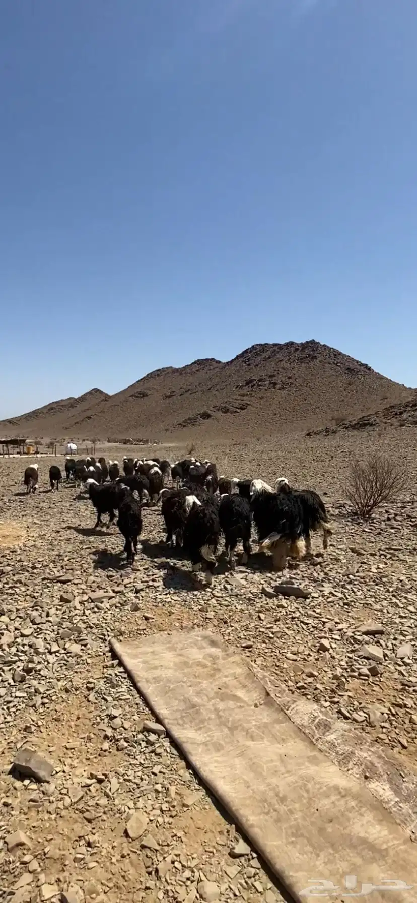 نعجه 6