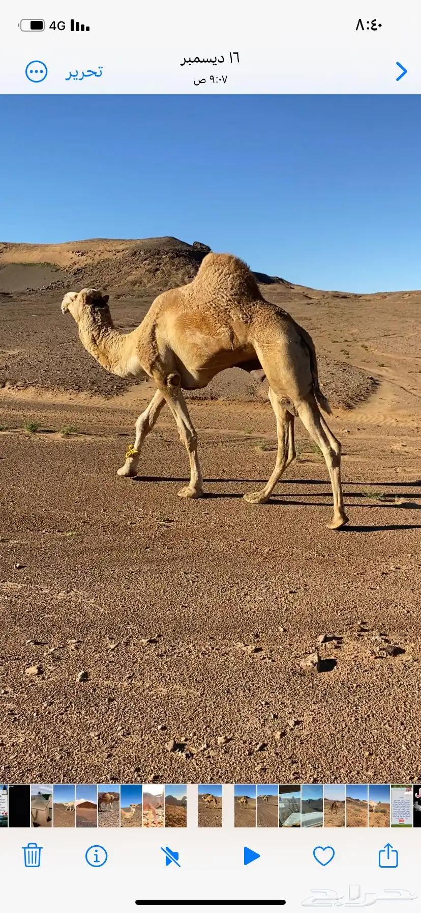جمل حر للبيع 3