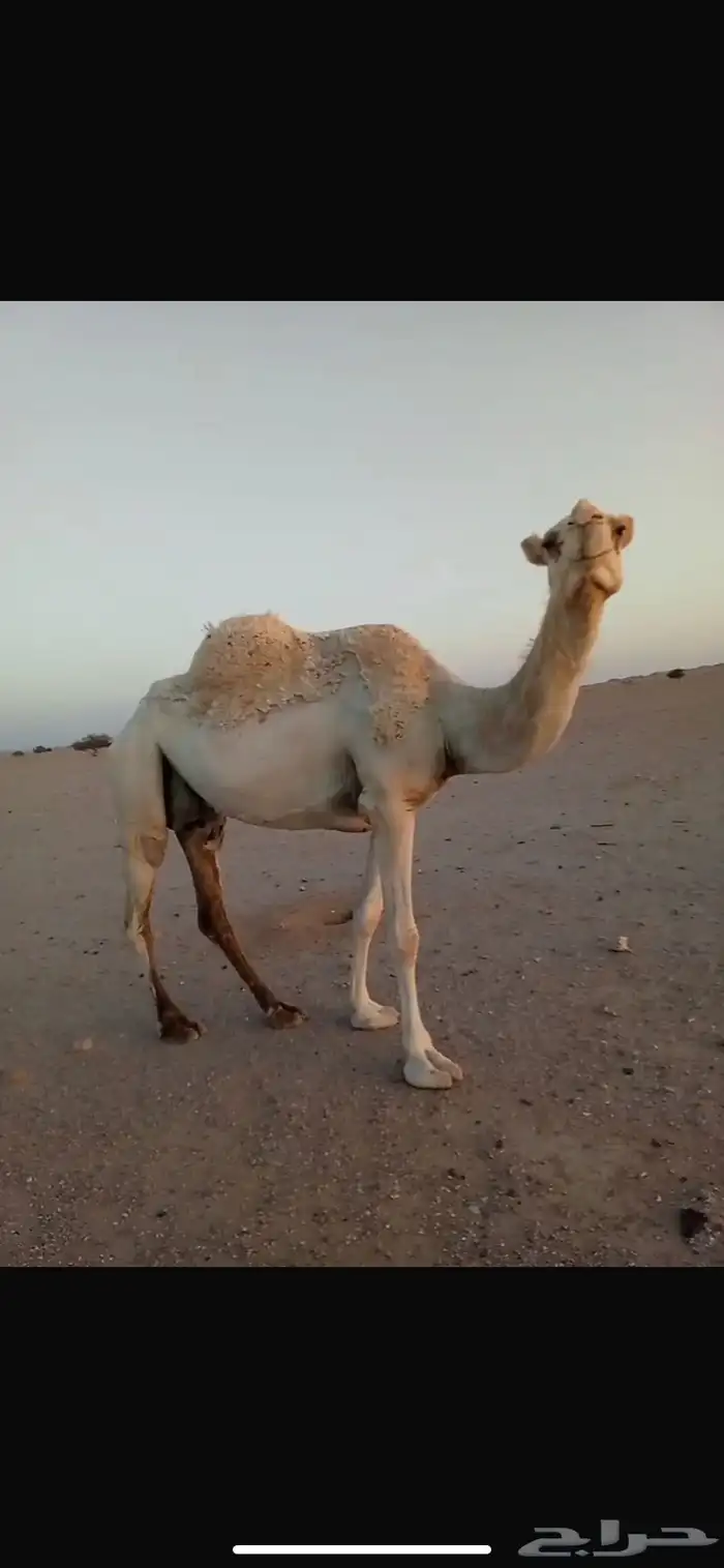 عشرا مبيوعن بنتها قبل سبوع سليم ديوسها والناقه شاق 1